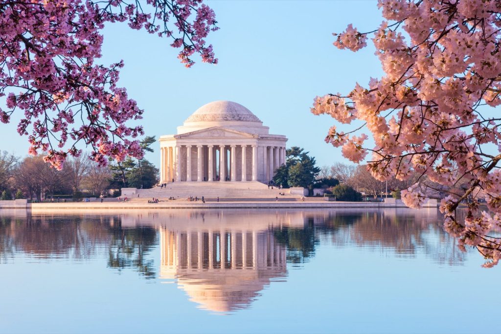 Cherry Blossoms surrounding a monument in Washington, DC